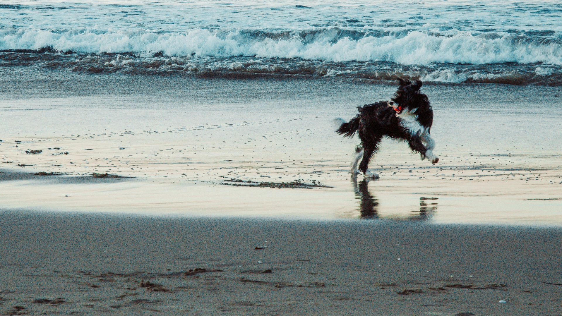 Springa med Hund – Tips, Ålder och Förberedelser för Löpning Tillsammans med Din  Hund