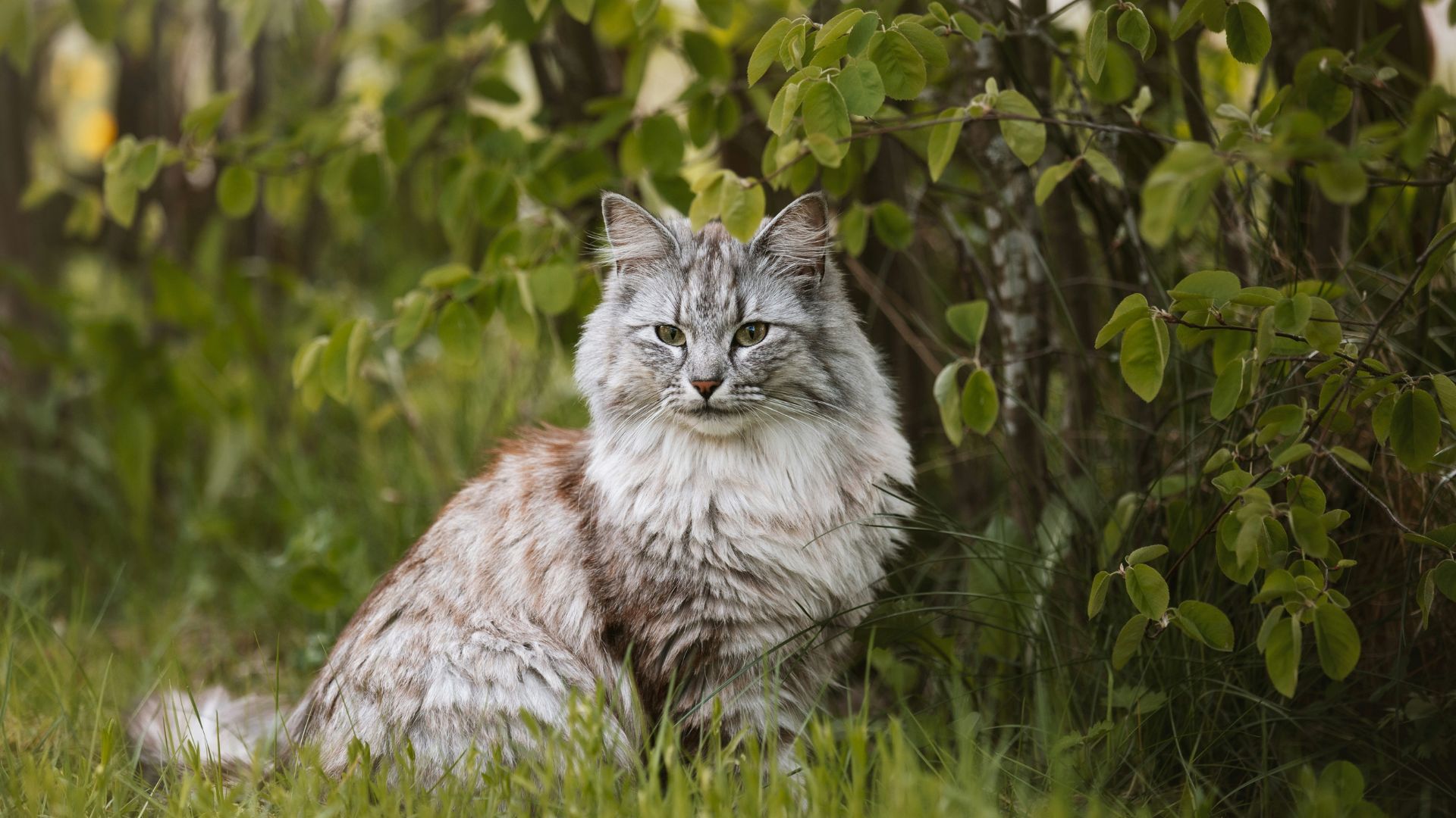 Bäst i Test: Loppmedel Katt – Håll din katt fri från loppor och fästingar